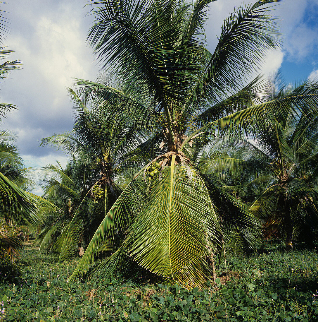 Mature dwarf hybrid coconut palm
