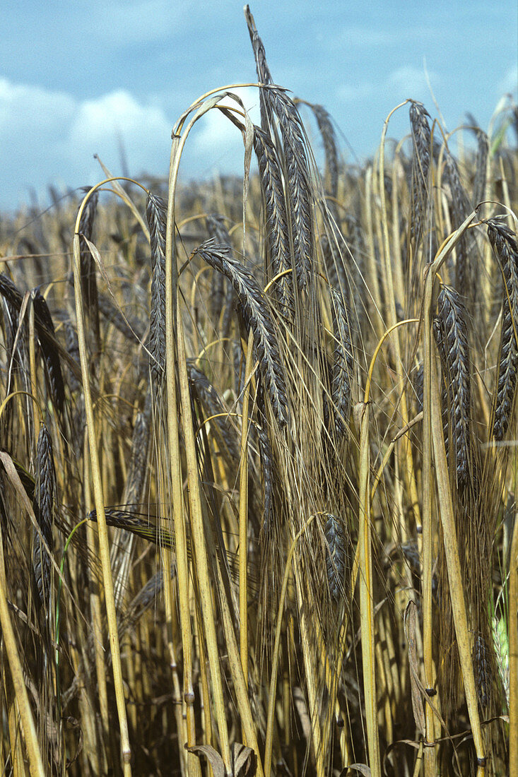 Ears of black barley,Ethiopian variety