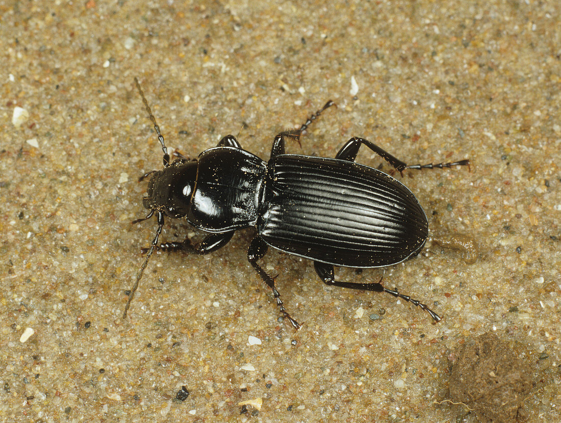 A ground beetle on sand