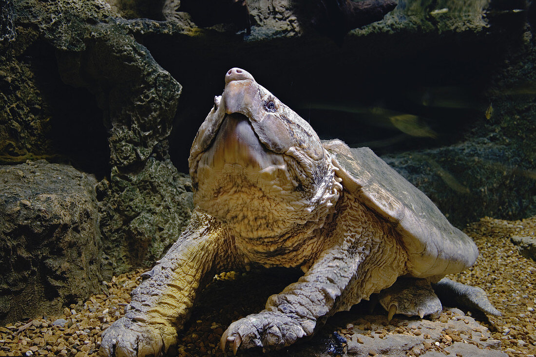 Alligator Snapping Turtle