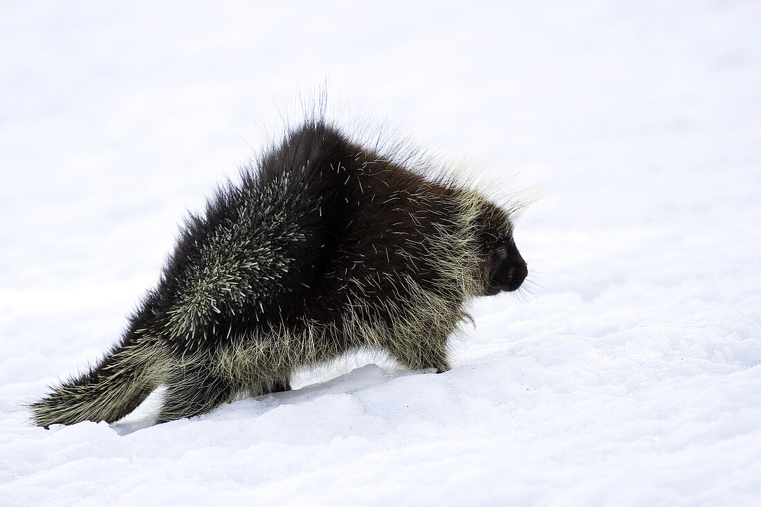 Porcupine