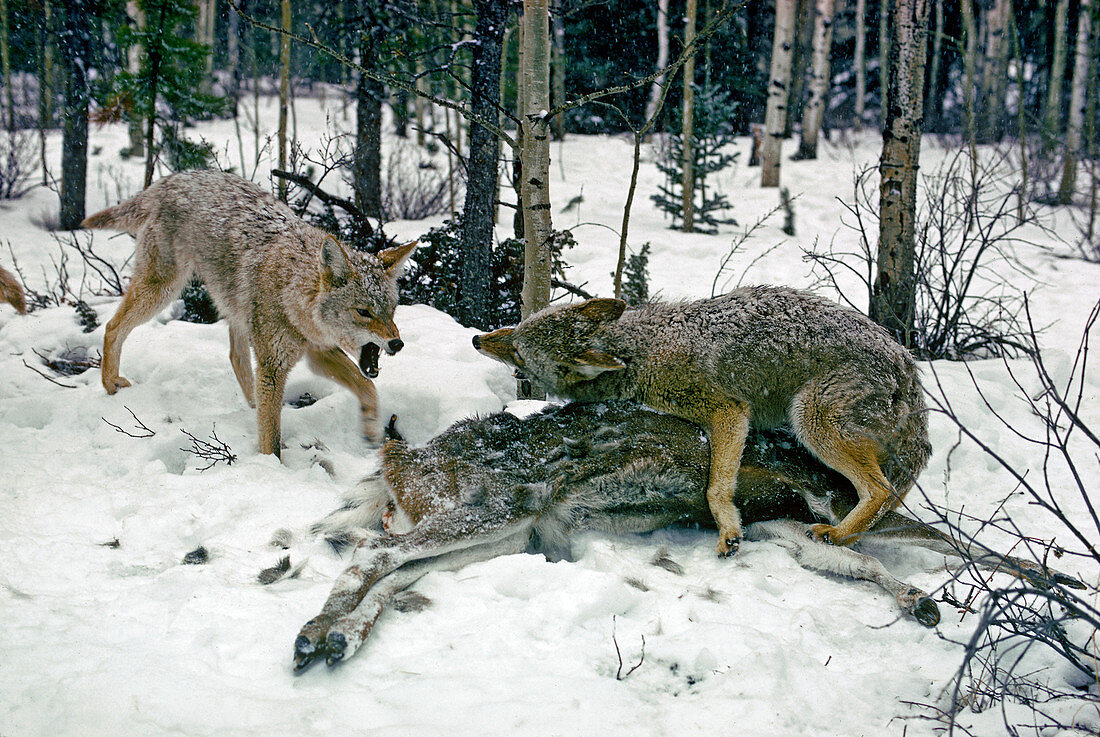 Coyotes Fighting over Mule Deer