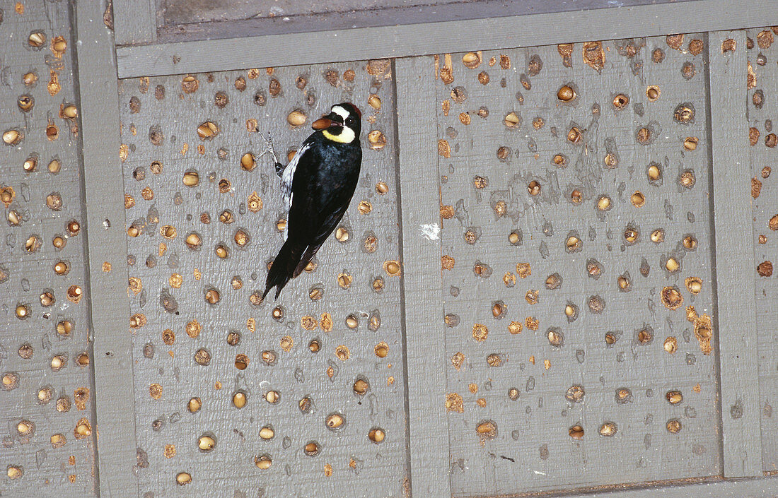 Acorn Woodpecker with acorn cache