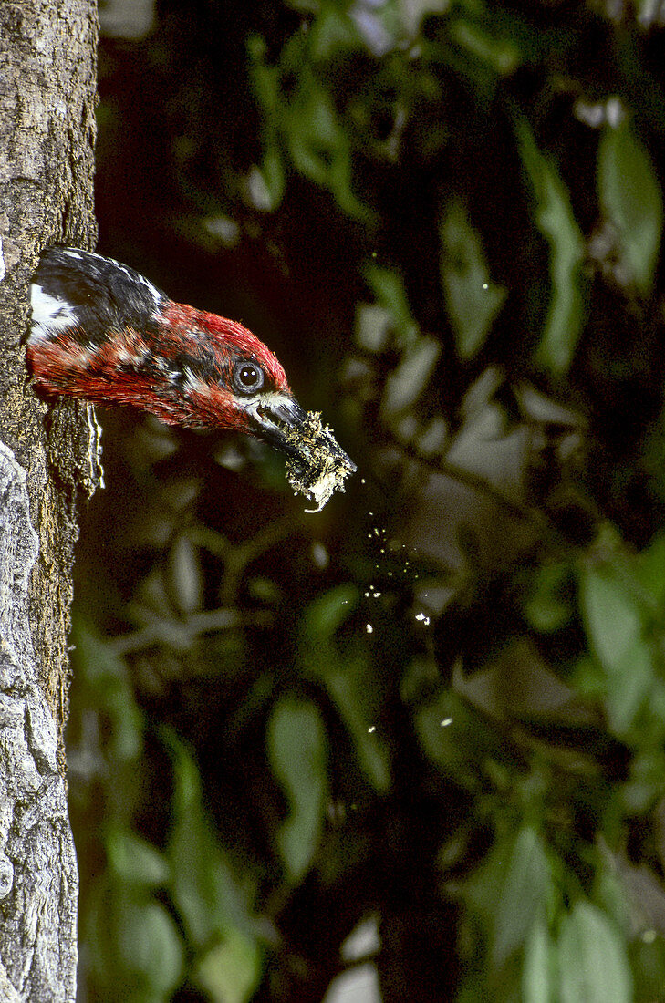 Red-breasted Sapsucker cleaning nest
