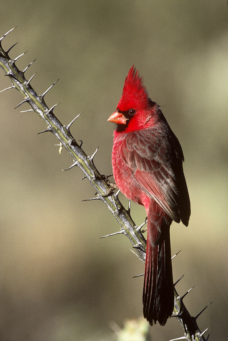 Northern Cardinal on Ocotillo