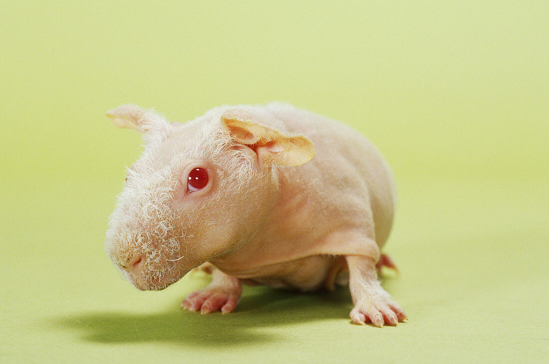 Hairless Cavy or Skinny Pig