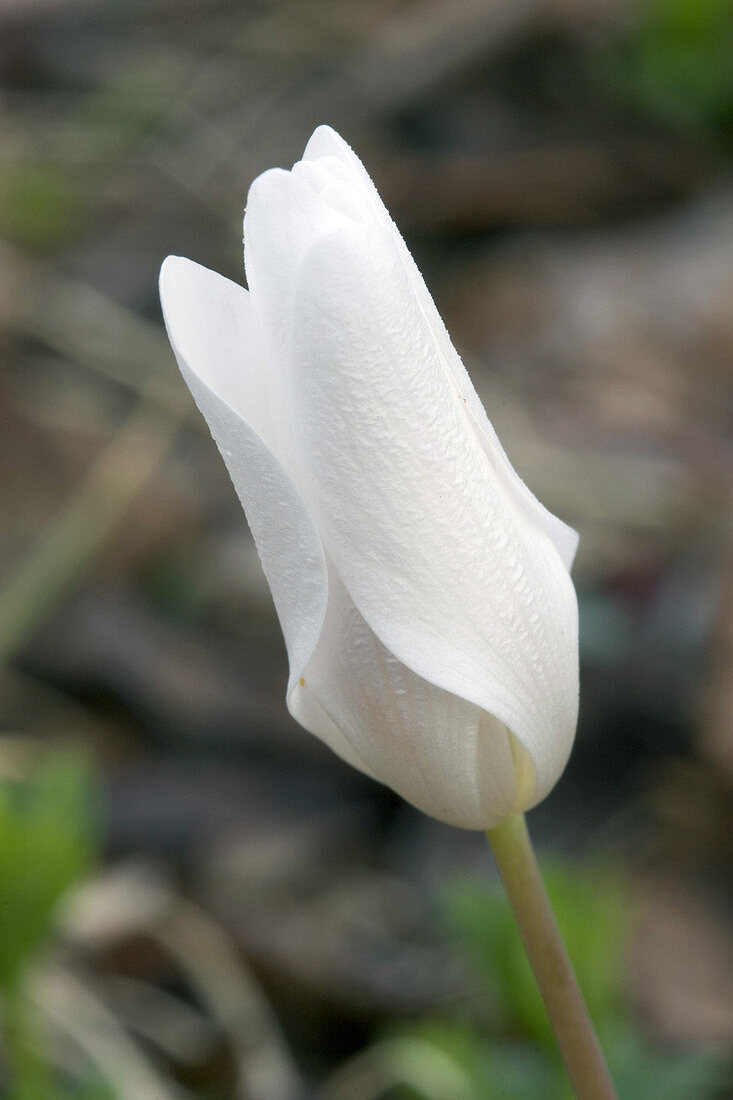 Bloodroot