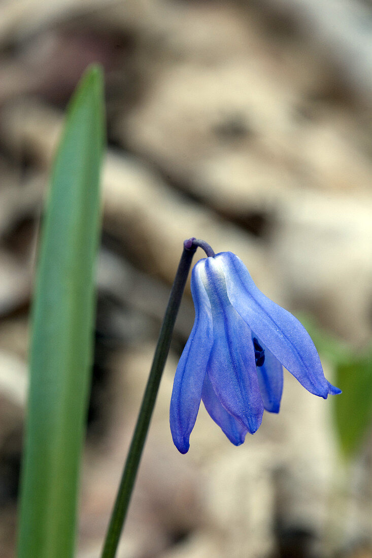 Siberian Squill