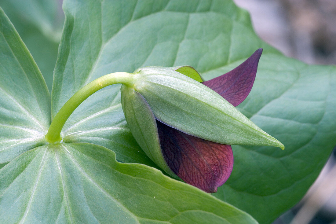 Purple Trillium