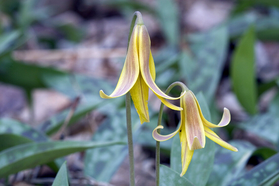 Trout Lily