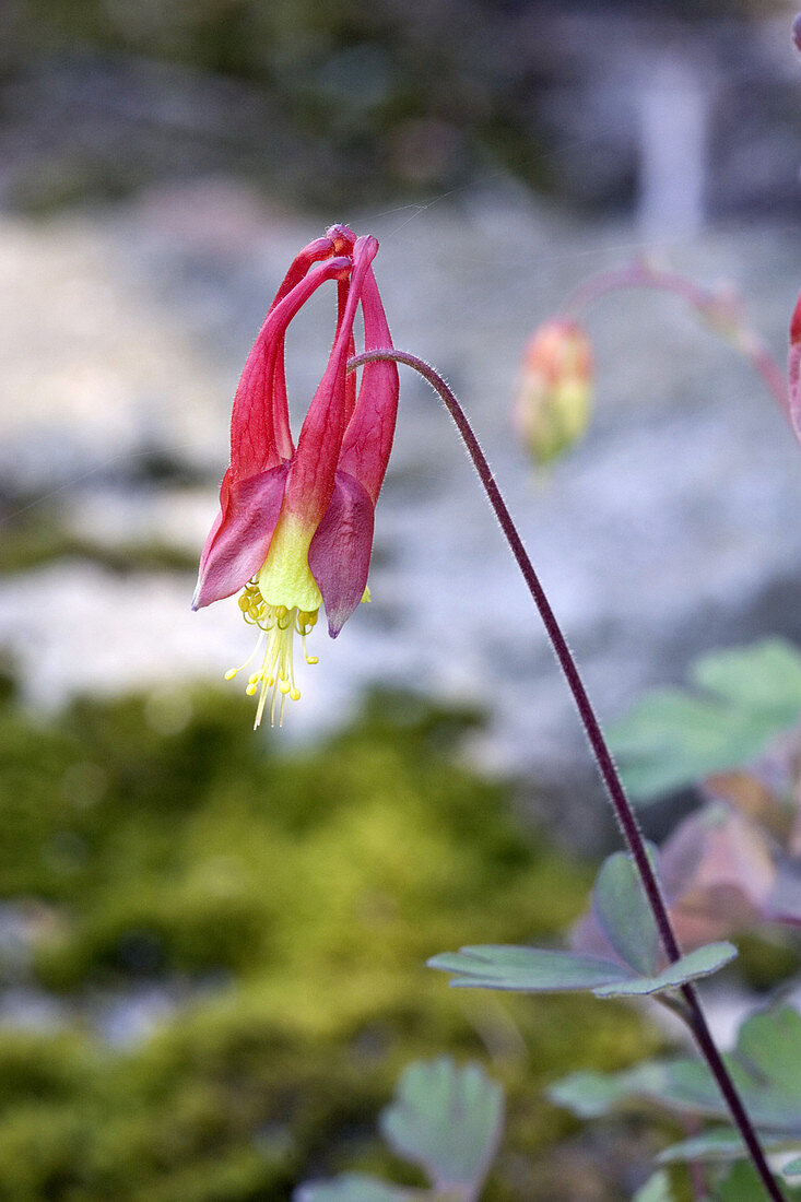 Wild Columbine