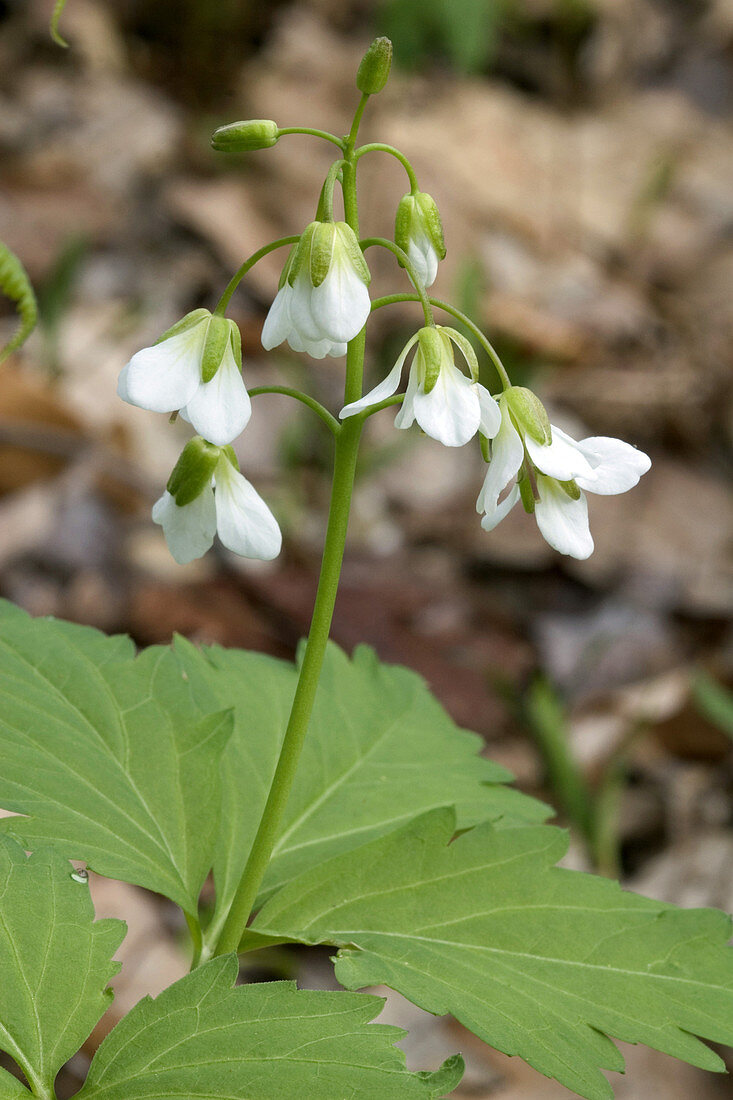 Toothwort