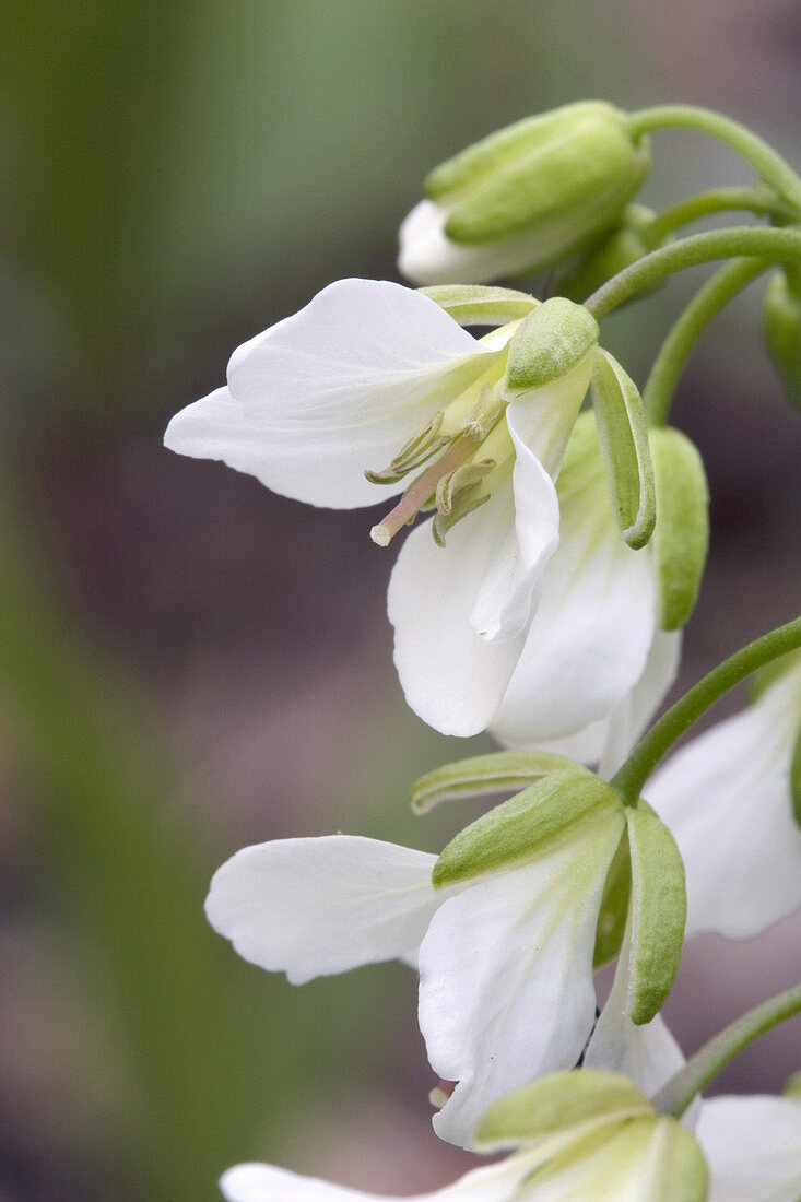 Toothwort