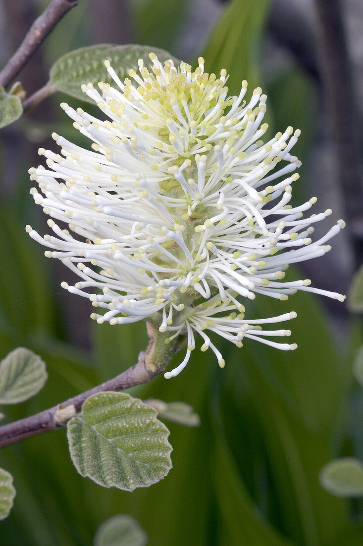 Dwarf Fothergilla