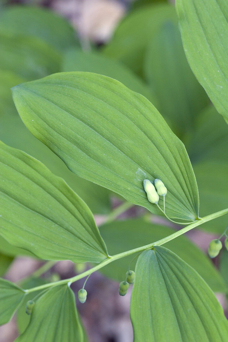 Hairy Solomon's Seal