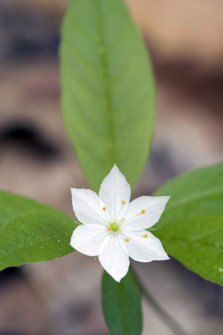 Starflower