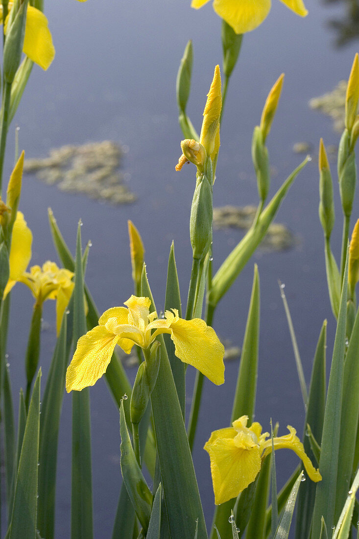 Yellow Iris