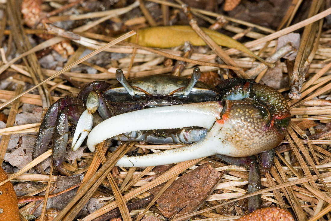 Marsh Fiddler Crab (Uca minax) male