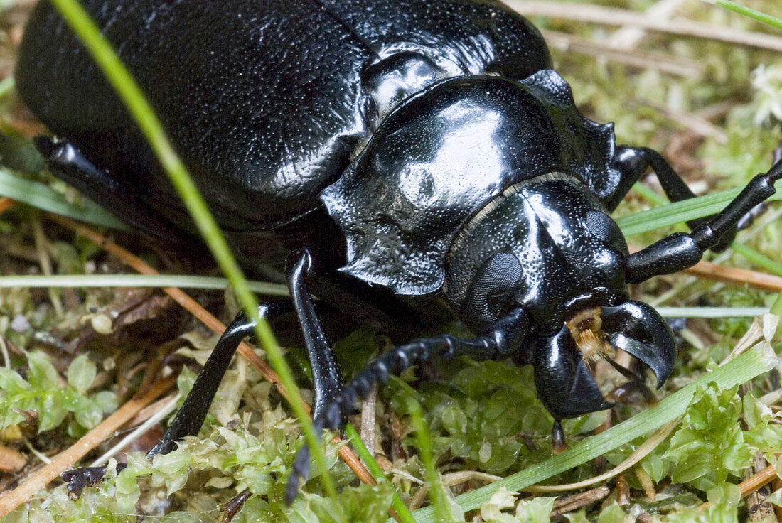 Broad-necked Root Borer