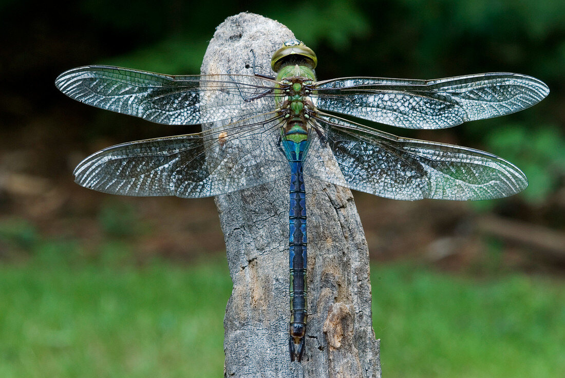 Male Green Darner