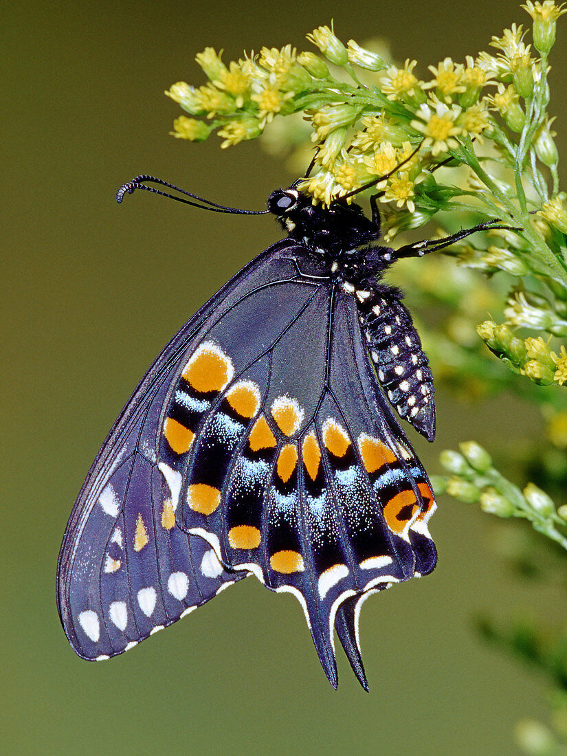 Eastern Black Swallowtail Butterfly