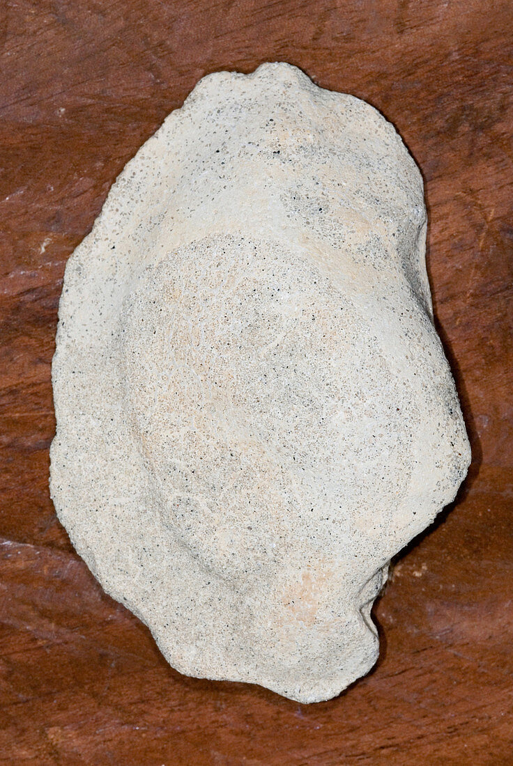 Fossil cast of clam
