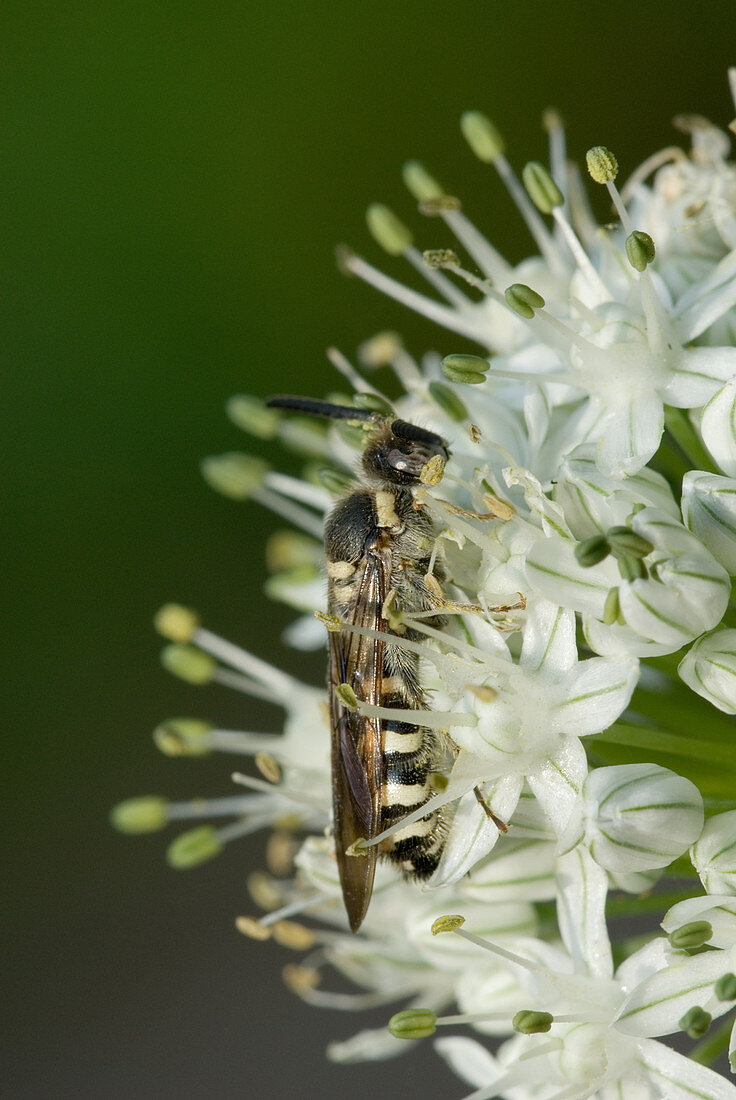 Tiphiid Wasp on onion