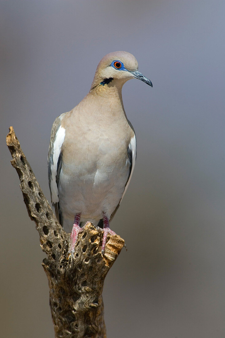 Western White-winged Dove