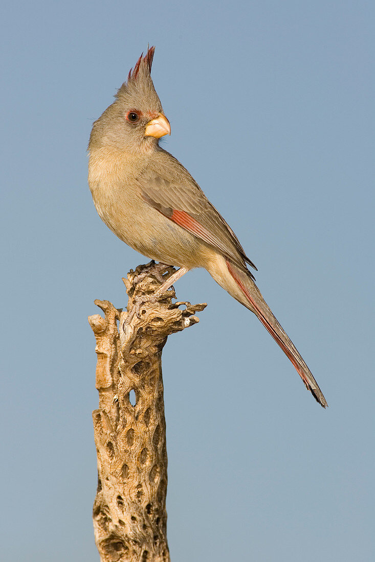 Pyrrhuloxia (Cardinalis sinuatus) female