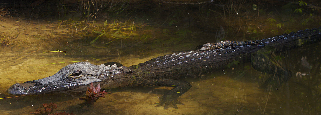 Newborn Alligator on Mother's Back