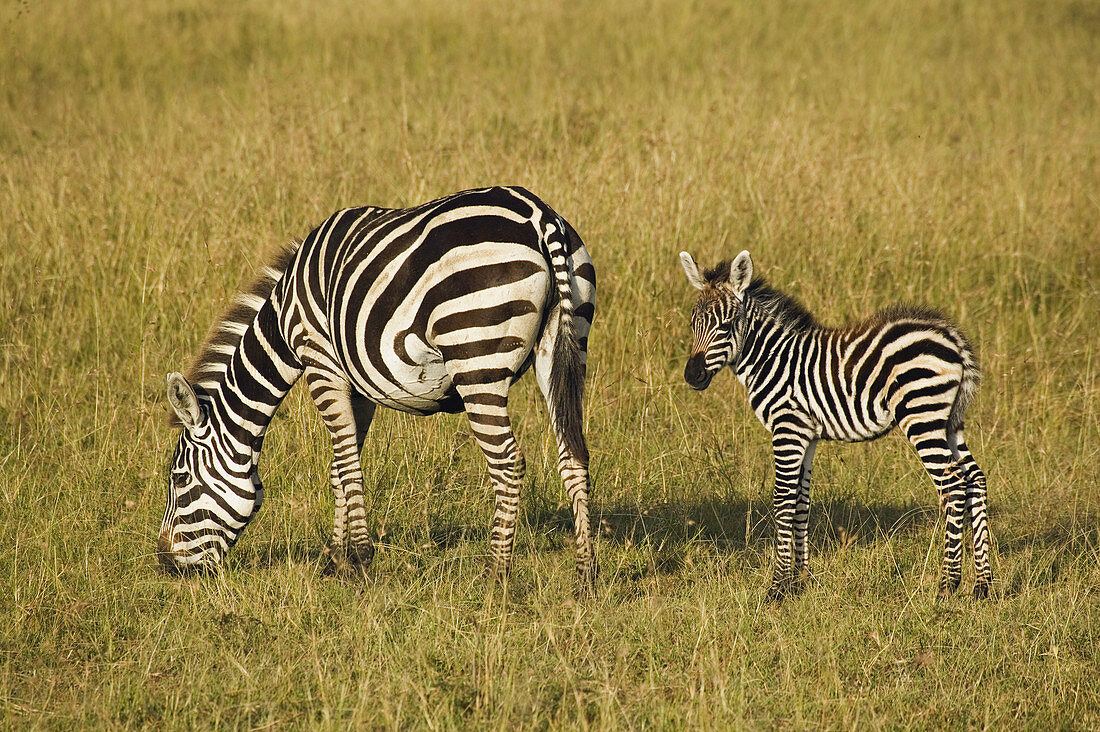 Mother and Baby Plains Zebras