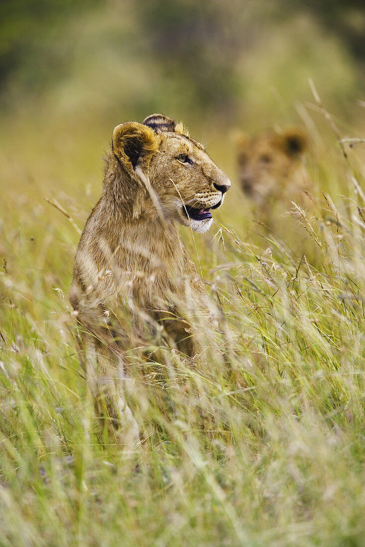 Lioness in Tall Grass