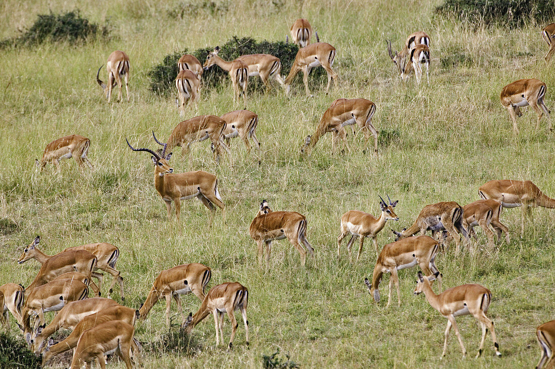Male Impala Protecting Herd