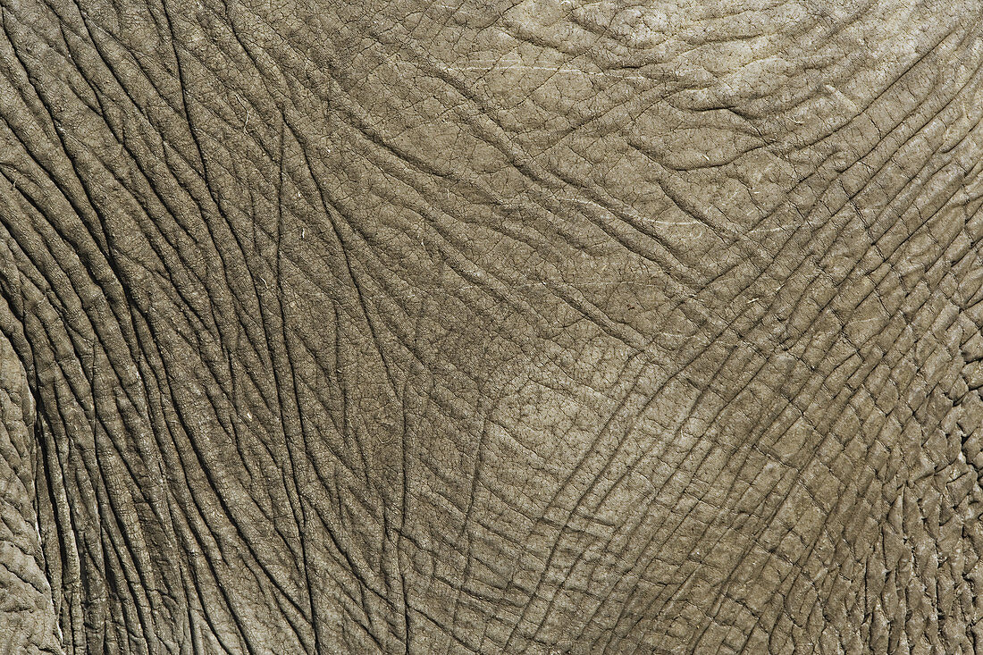 African Elephant's Skin