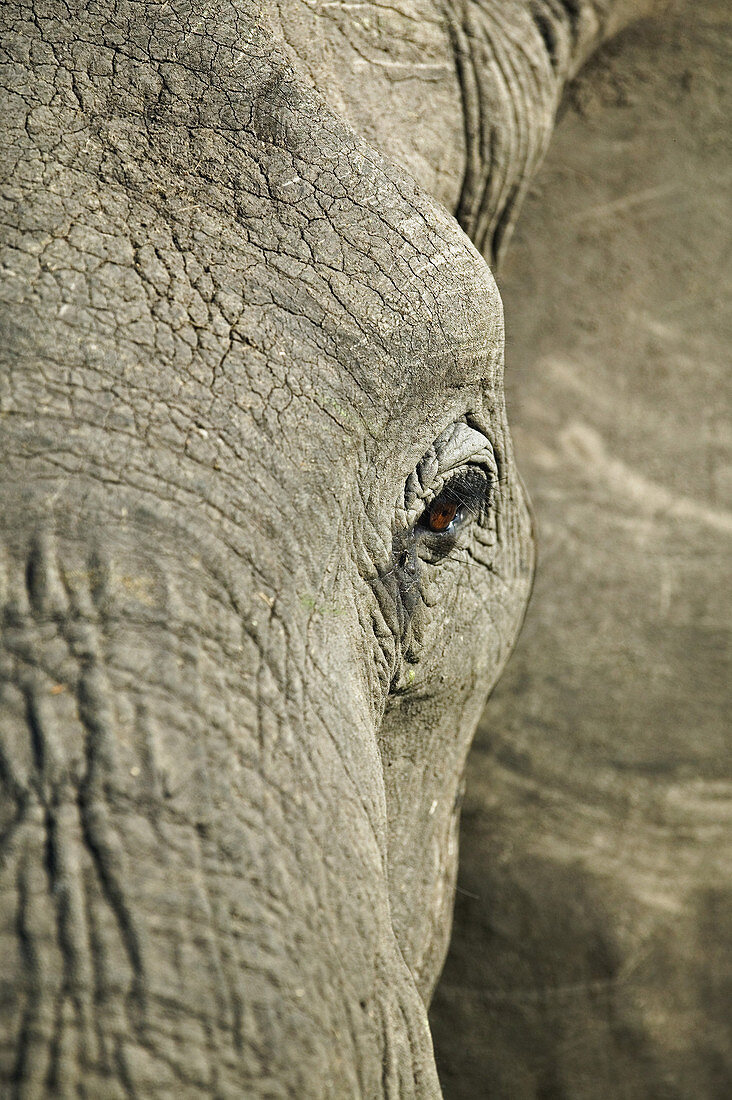 Portrait of African Elephant