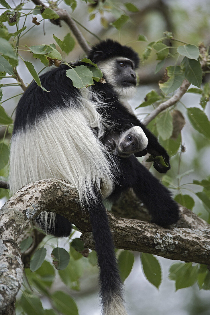 Abyssinian Black and White Colobus