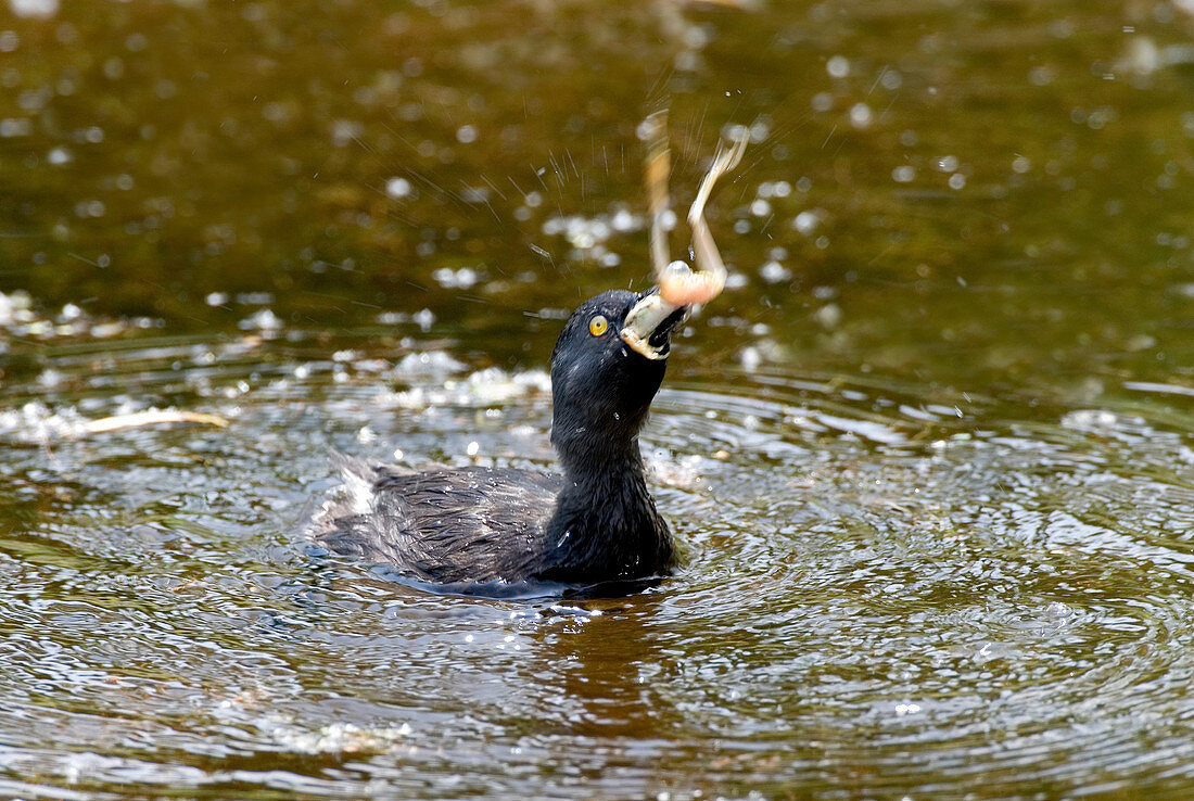 Least Grebe Swallowing Frog