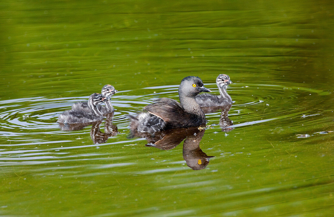 Least Grebe and Young