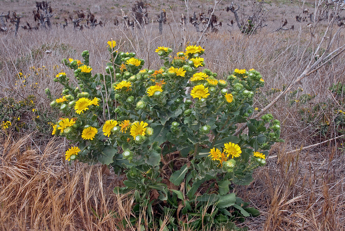 Spreading Gum Plant