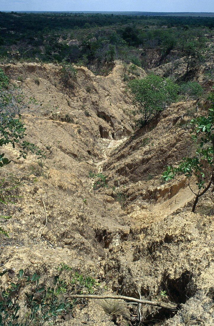 Gully erosion