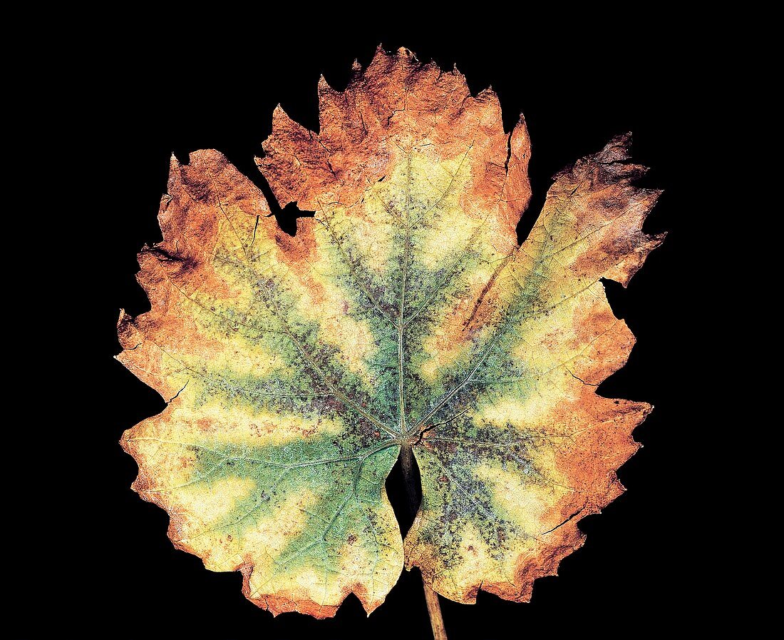 Potassium deficiency in a grape leaf
