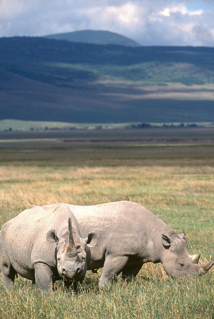 Black Rhinoceroses