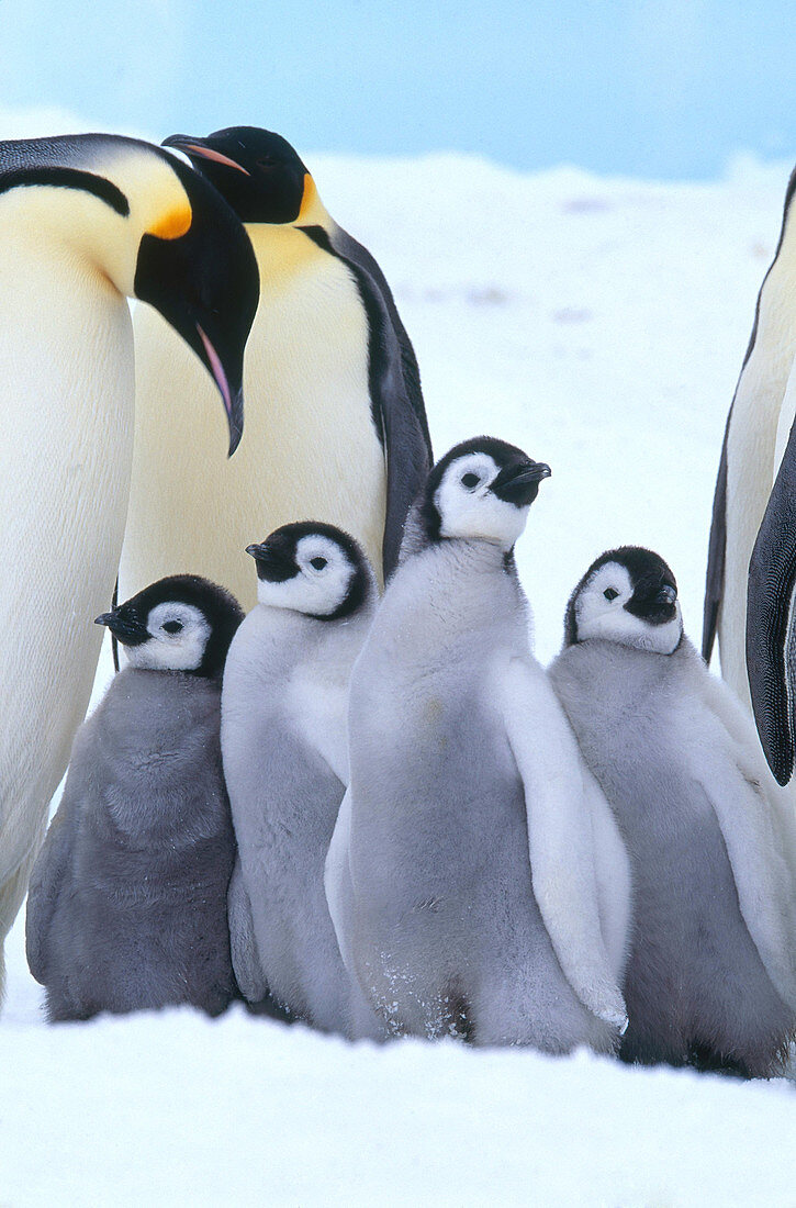 Emperor Penguin adults and chicks