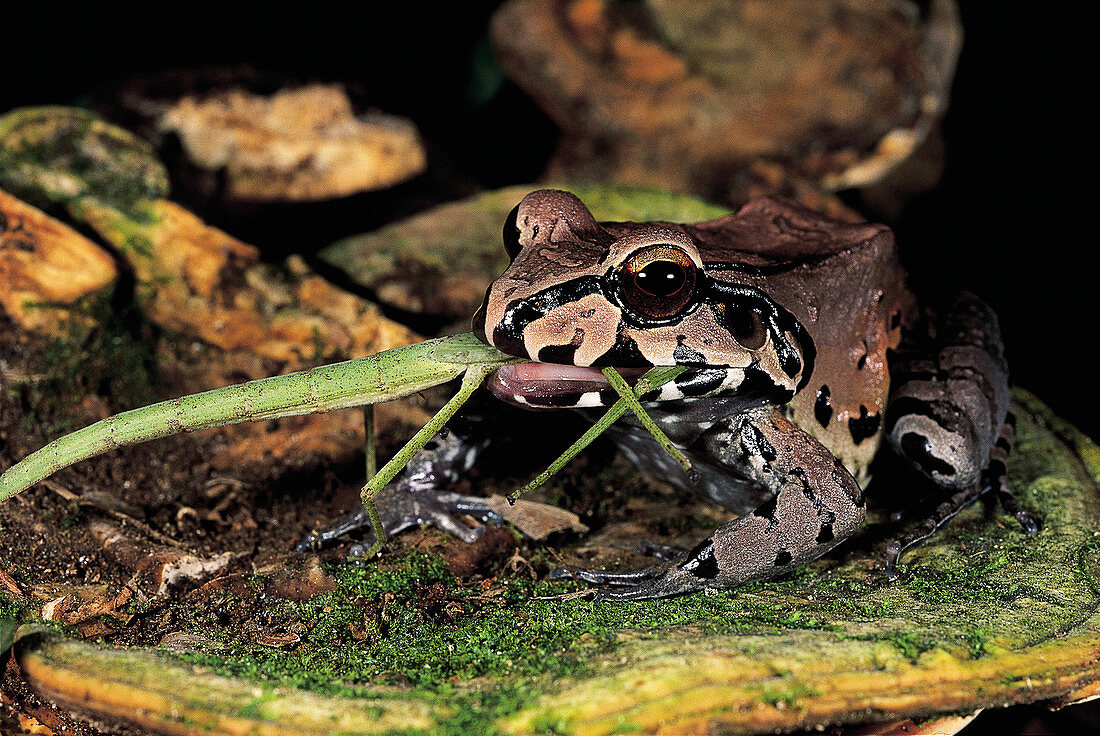 South American Bullfrog