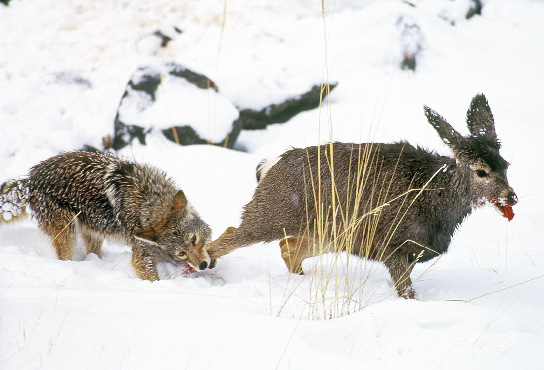 Coyote Attacks Mule Deer