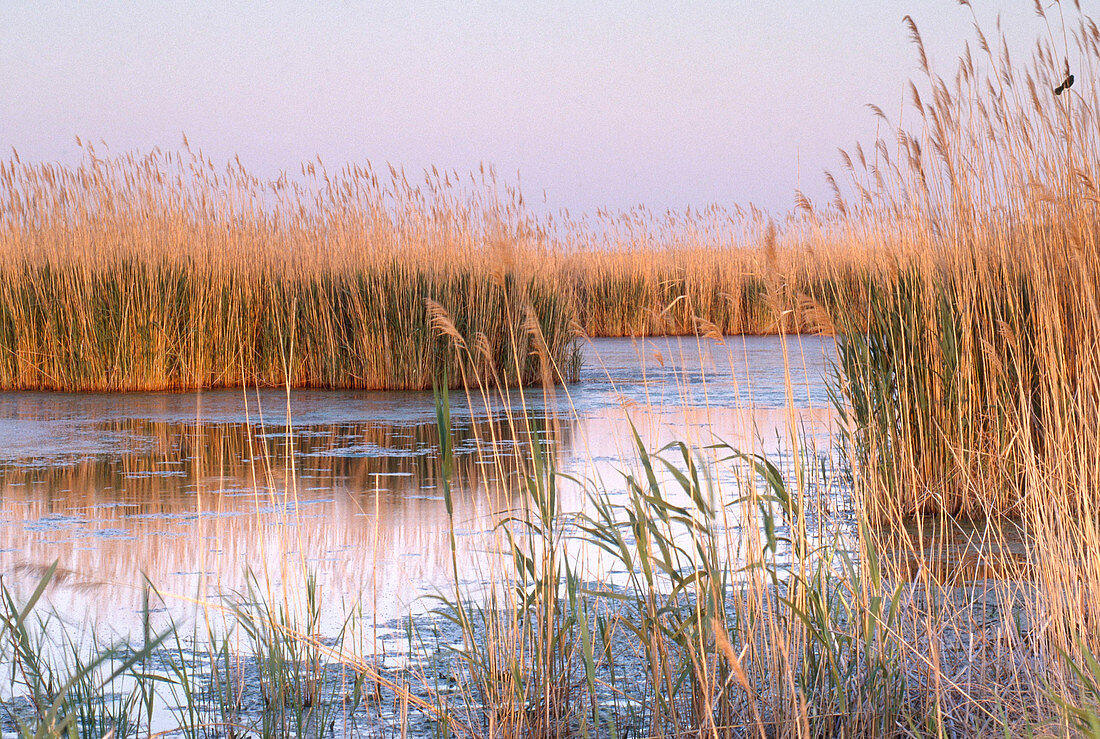 Reeds in Cape May