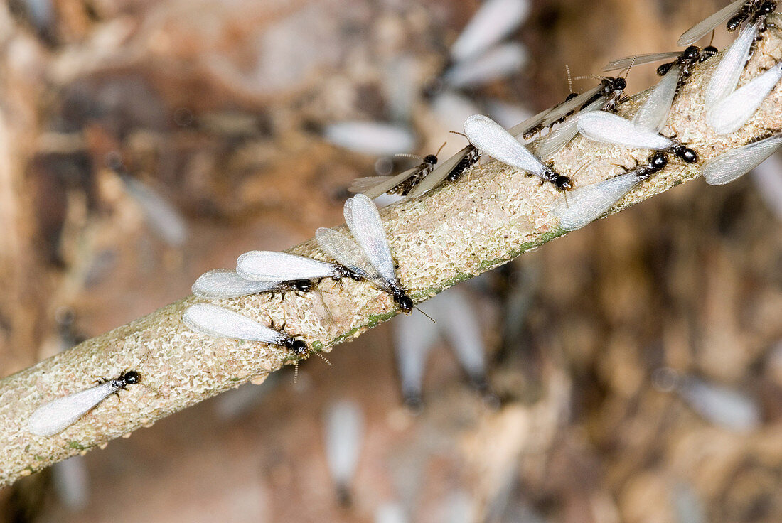 Subterranean Termites swarming