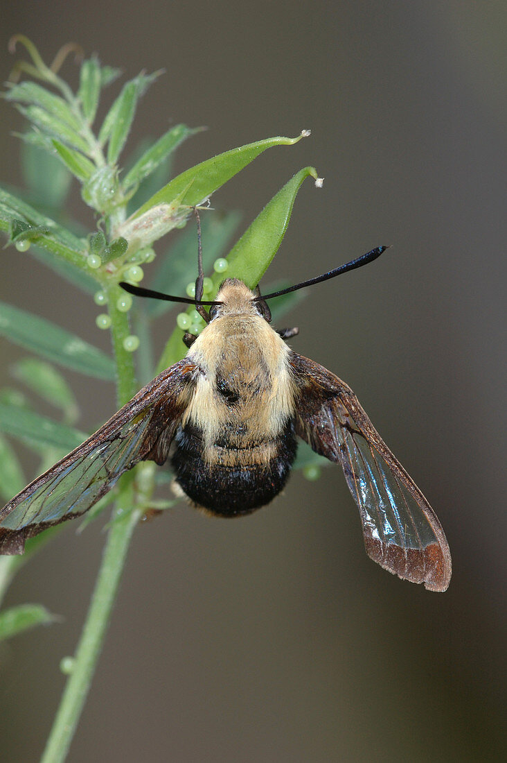 Hummingbird Moth laying eggs