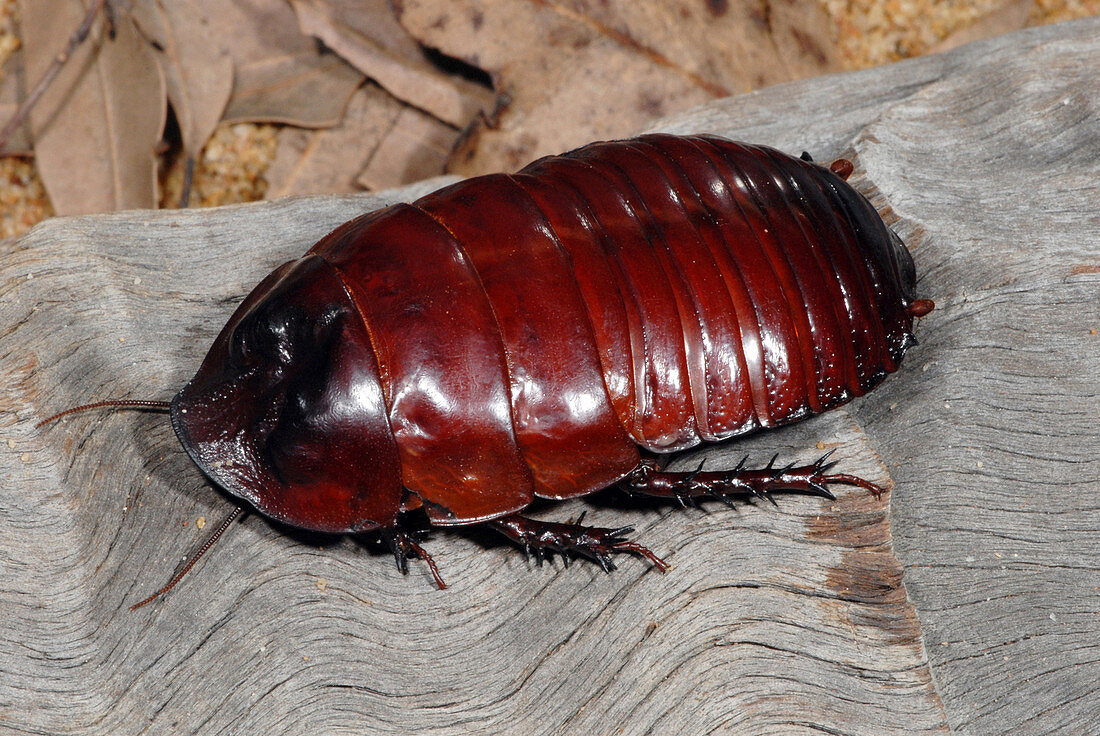 Rhinoceros Cockroach