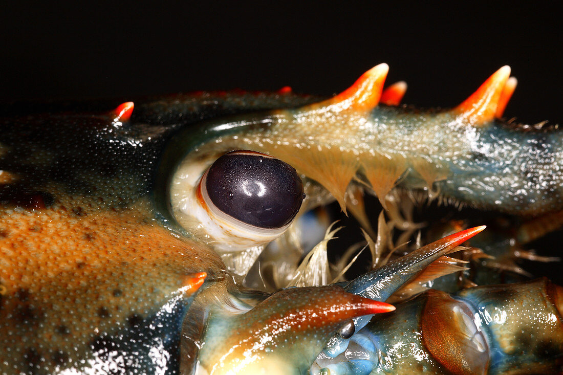 Lobster Eye